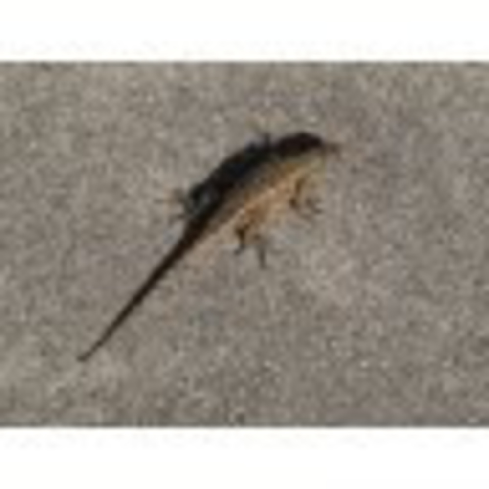 Meet your Posher, Alexandra